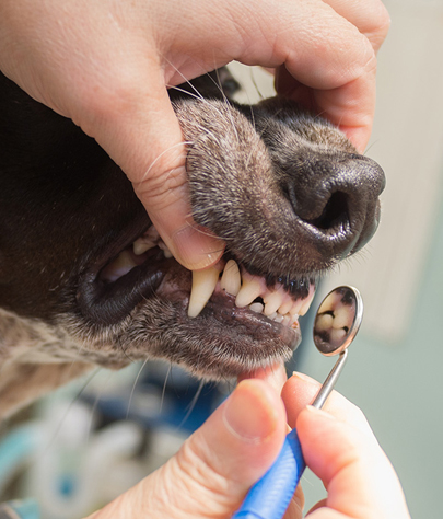 Bowleys Quarters Dog Dentist