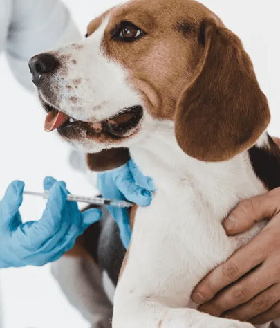 Dog Vaccinations in Spencerville