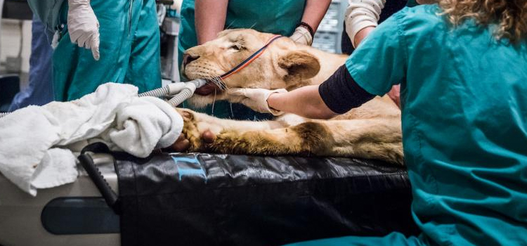 Damascus animal hospital veterinary surgery