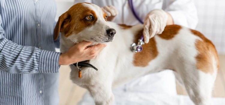 Bowleys Quarters pet emergency infirmary