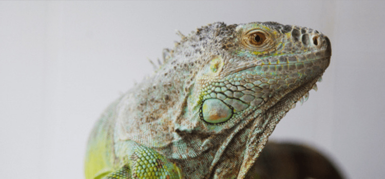 skilled vet care for reptiles in Chevy Chase