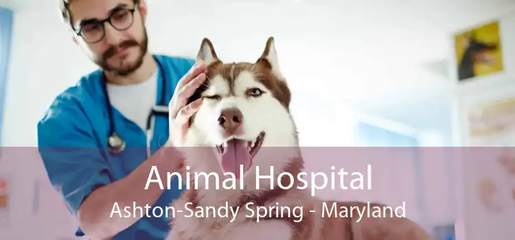 Animal Hospital Ashton-Sandy Spring - Maryland