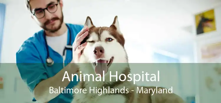 Animal Hospital Baltimore Highlands - Maryland