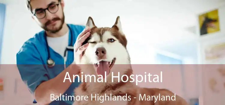 Animal Hospital Baltimore Highlands - Maryland