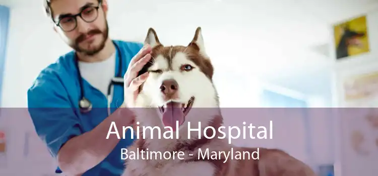 Animal Hospital Baltimore - Maryland