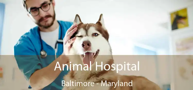 Animal Hospital Baltimore - Maryland