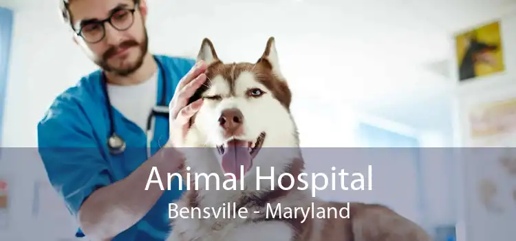 Animal Hospital Bensville - Maryland