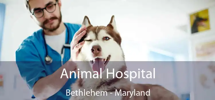 Animal Hospital Bethlehem - Maryland