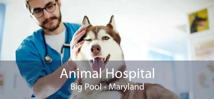 Animal Hospital Big Pool - Maryland