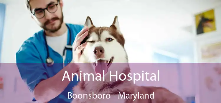 Animal Hospital Boonsboro - Maryland