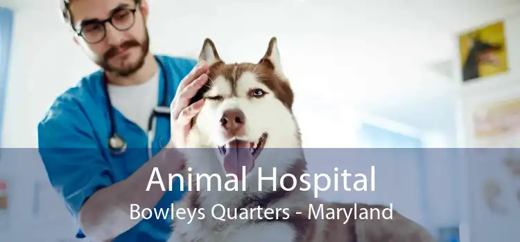 Animal Hospital Bowleys Quarters - Maryland