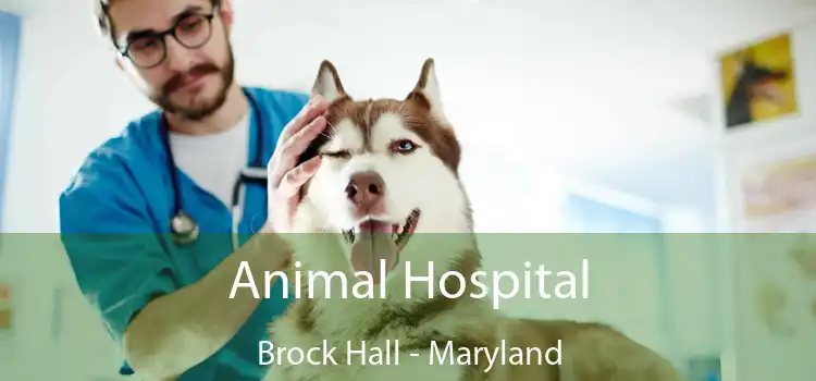 Animal Hospital Brock Hall - Maryland