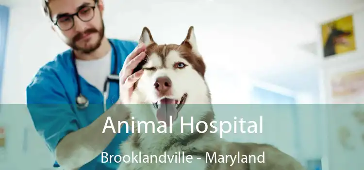 Animal Hospital Brooklandville - Maryland