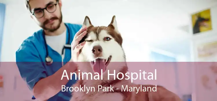 Animal Hospital Brooklyn Park - Maryland