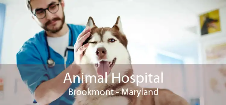 Animal Hospital Brookmont - Maryland