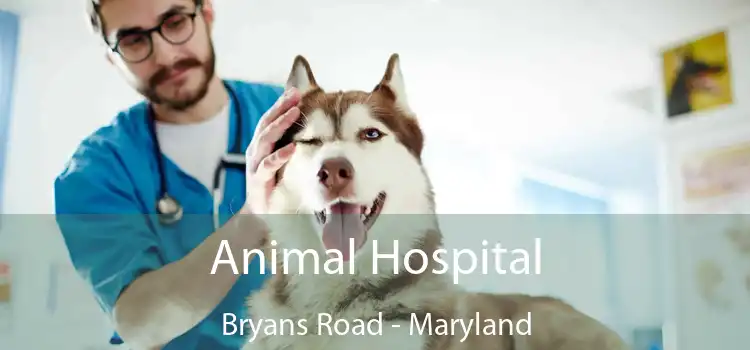 Animal Hospital Bryans Road - Maryland