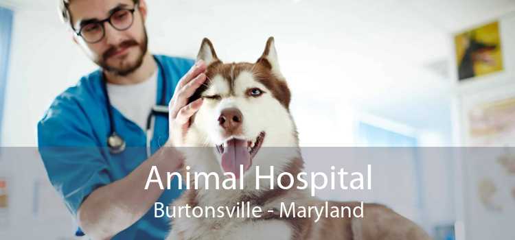 Animal Hospital Burtonsville - Maryland