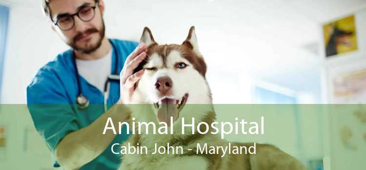 Animal Hospital Cabin John - Maryland