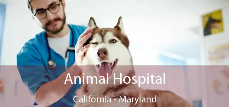 Animal Hospital California - Maryland