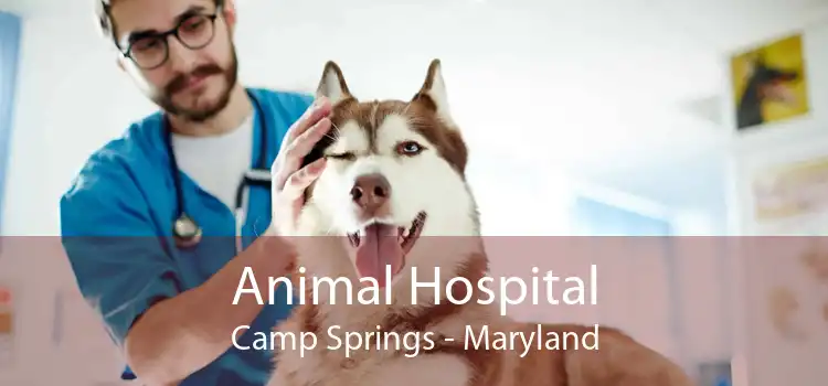 Animal Hospital Camp Springs - Maryland