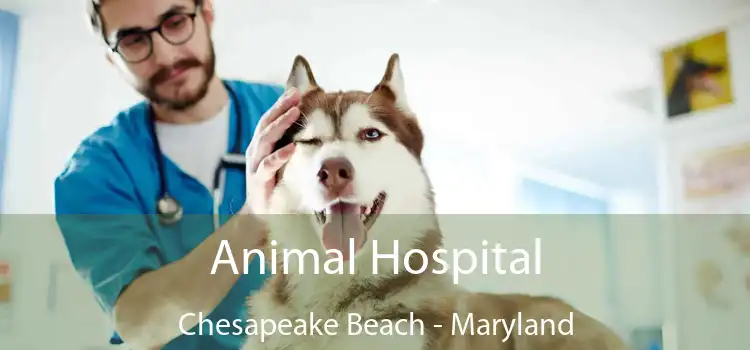 Animal Hospital Chesapeake Beach - Maryland