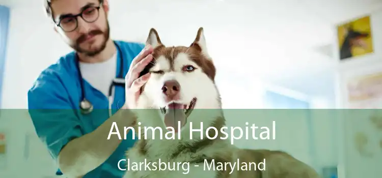 Animal Hospital Clarksburg - Maryland