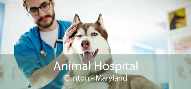 Animal Hospital Clinton - Maryland
