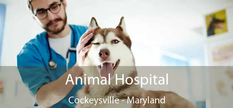 Animal Hospital Cockeysville - Maryland