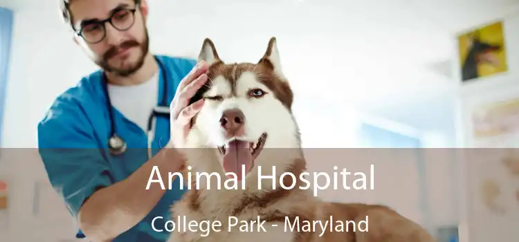 Animal Hospital College Park - Maryland