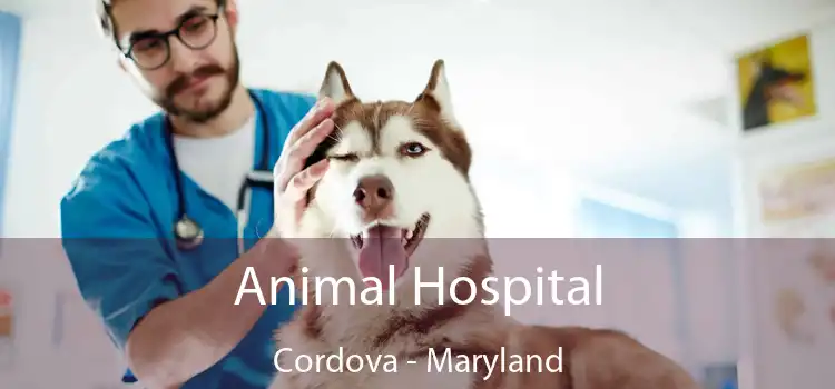 Animal Hospital Cordova - Maryland