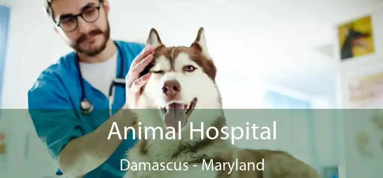 Animal Hospital Damascus - Maryland