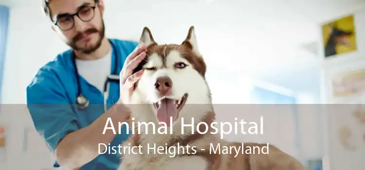 Animal Hospital District Heights - Maryland