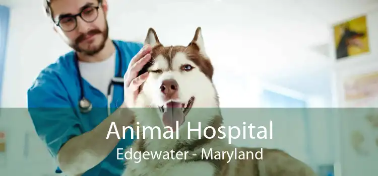 Animal Hospital Edgewater - Maryland