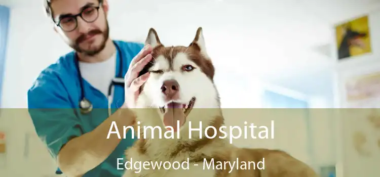 Animal Hospital Edgewood - Maryland