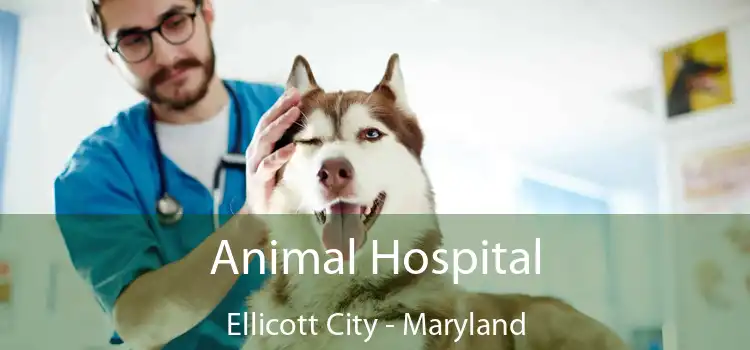 Animal Hospital Ellicott City - Maryland