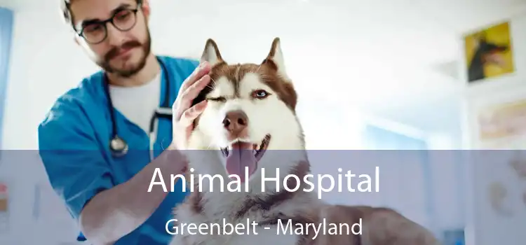 Animal Hospital Greenbelt - Maryland