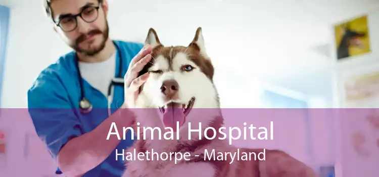 Animal Hospital Halethorpe - Maryland