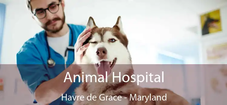 Animal Hospital Havre de Grace - Maryland