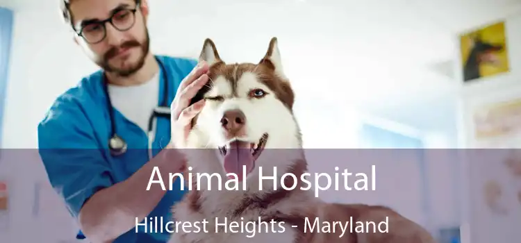 Animal Hospital Hillcrest Heights - Maryland