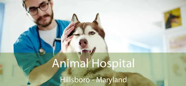 Animal Hospital Hillsboro - Maryland