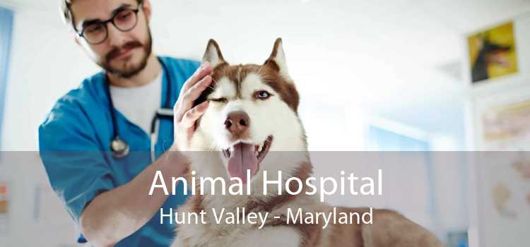 Animal Hospital Hunt Valley - Maryland