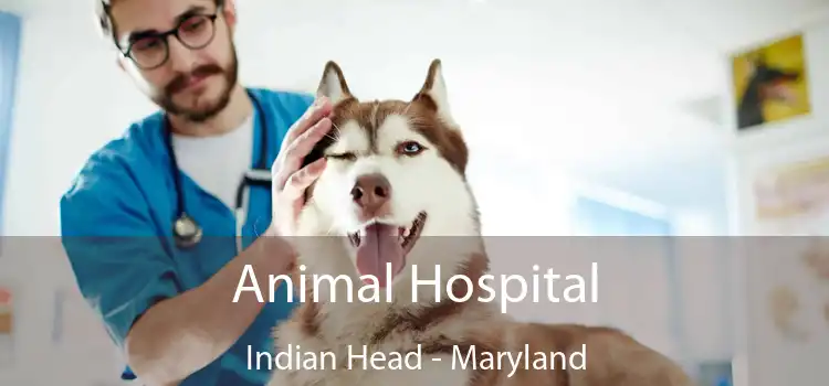 Animal Hospital Indian Head - Maryland