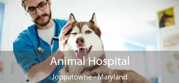 Animal Hospital Joppatowne - Maryland