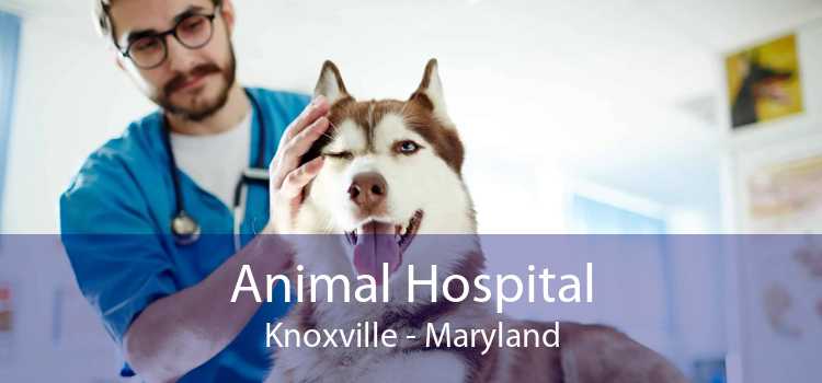 Animal Hospital Knoxville - Maryland
