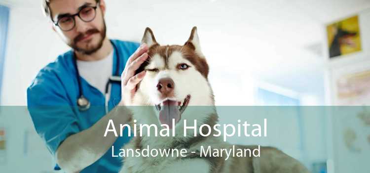 Animal Hospital Lansdowne - Maryland