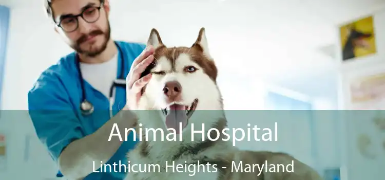 Animal Hospital Linthicum Heights - Maryland