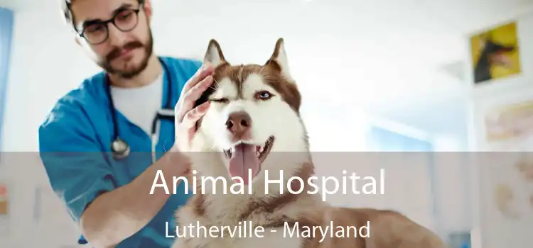 Animal Hospital Lutherville - Maryland