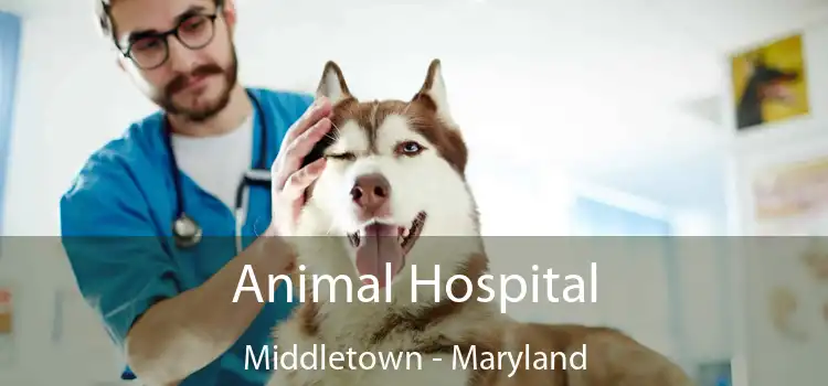 Animal Hospital Middletown - Maryland