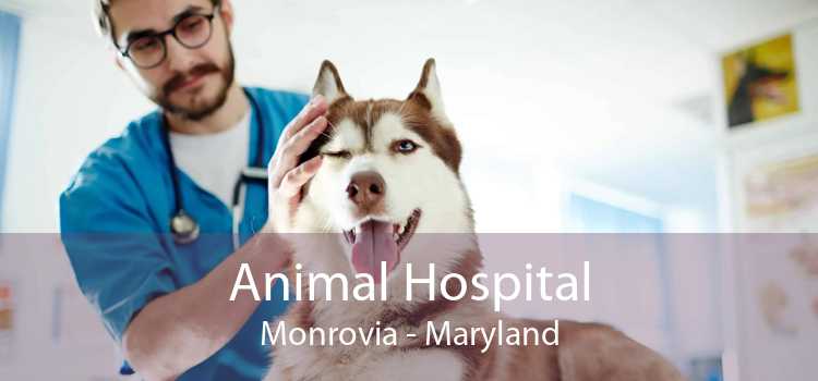 Animal Hospital Monrovia - Maryland
