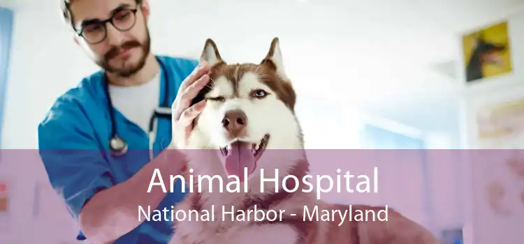 Animal Hospital National Harbor - Maryland